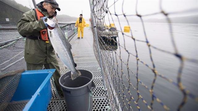 BC省三文鱼养殖场面临寄生虫问题