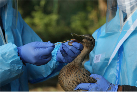 西藏爆H5N8禽流感：俄曾示警传人风险