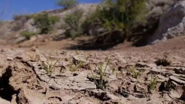 巴西遭遇91年不遇大旱 星巴克可能要涨价